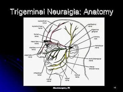 Image result for trigeminal nerve anatomy