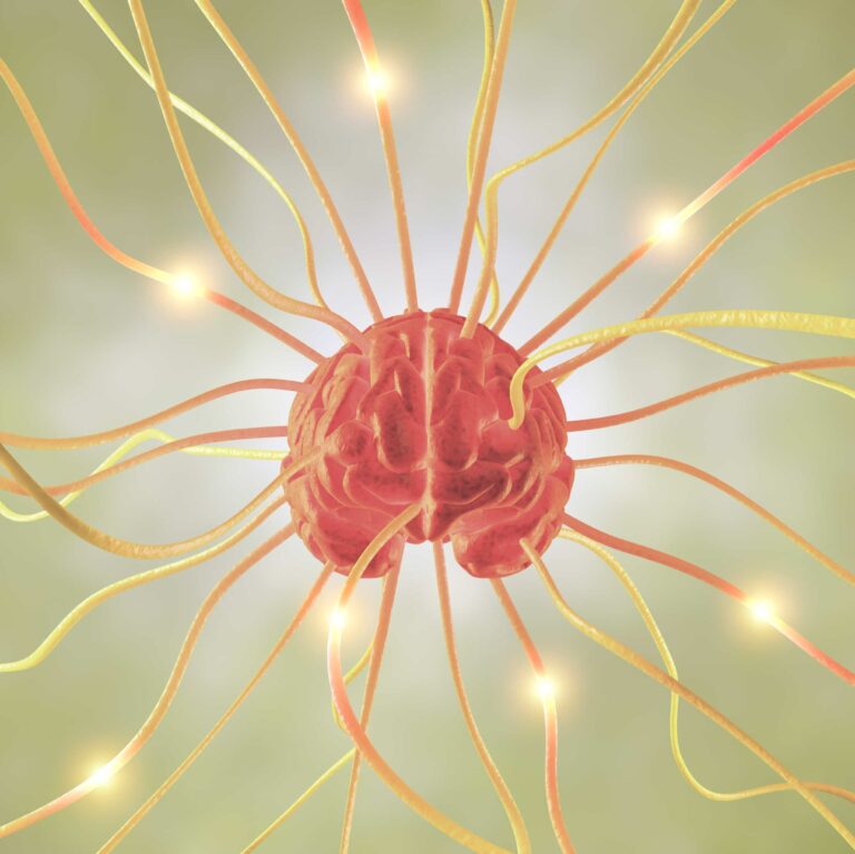 brain with nerves extending out