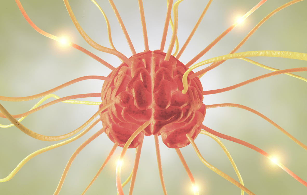 brain with nerves extending out