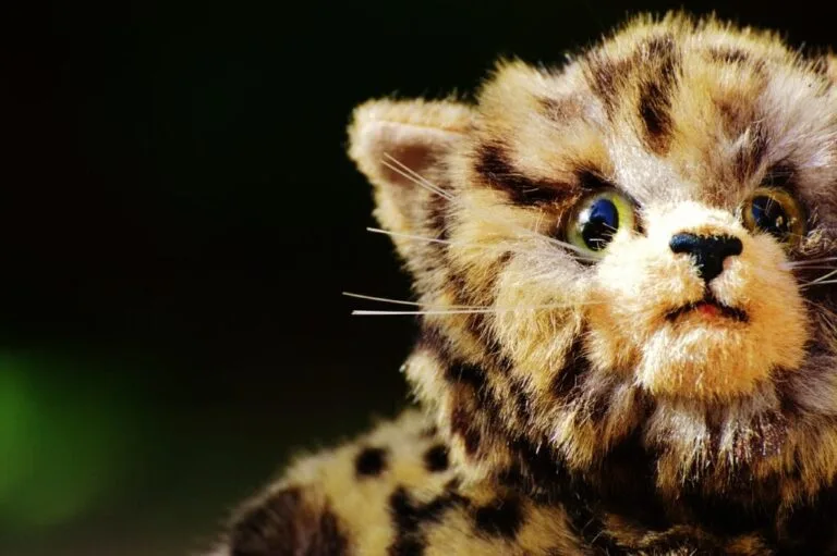 cat-974468_1280-1024x681-min-768x511